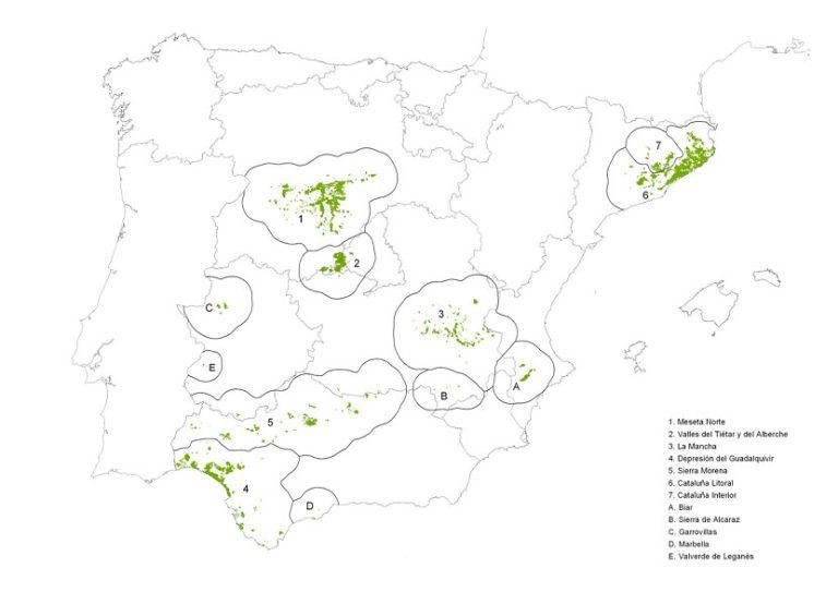 Pinones Map Piñones: Historia, beneficios y usos culinarios